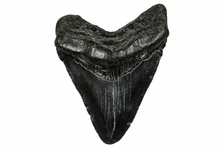 Juvenile Megalodon Tooth - South Carolina #340733